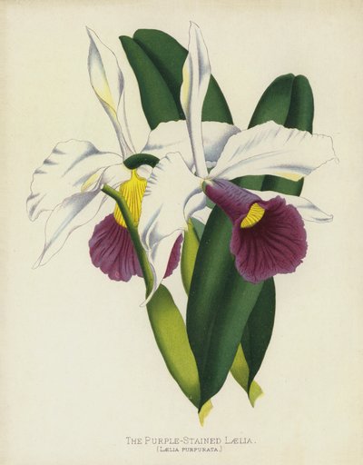 The Purple-Stained Laelia by English School